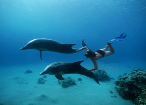 Samadai Dolphin House – Croisière dauphins