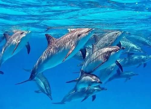 Dolphin House – Croisière Dauphins & Snorkeling