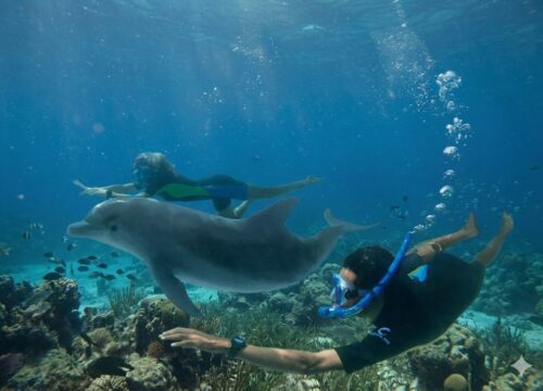 Sataya Dolphin Reef – Excursion en bateau depuis Marsa Alam